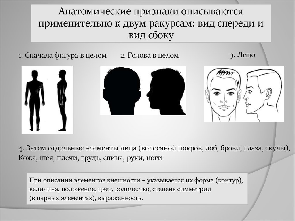 Эти признаки определяют принадлежность человека к. Криминалистическое исследование внешних признаков человека. Описание элементов внешности. Элементы и признаки внешности человека. Критерии внешности человека.
