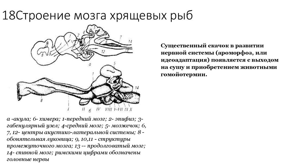 Мозг хрящевых рыб. Строение головного мозга хрящевых рыб. Отделы головного мозга у хрящевых рыб. ЦНС хрящевых рыб. Нервная система хрящевых рыб.