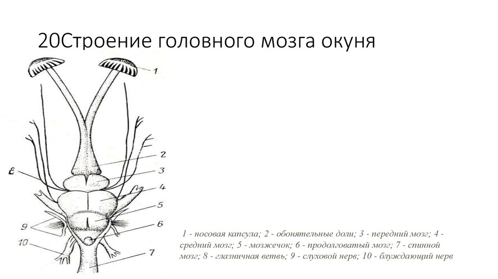 Какое строение головного мозга рыб