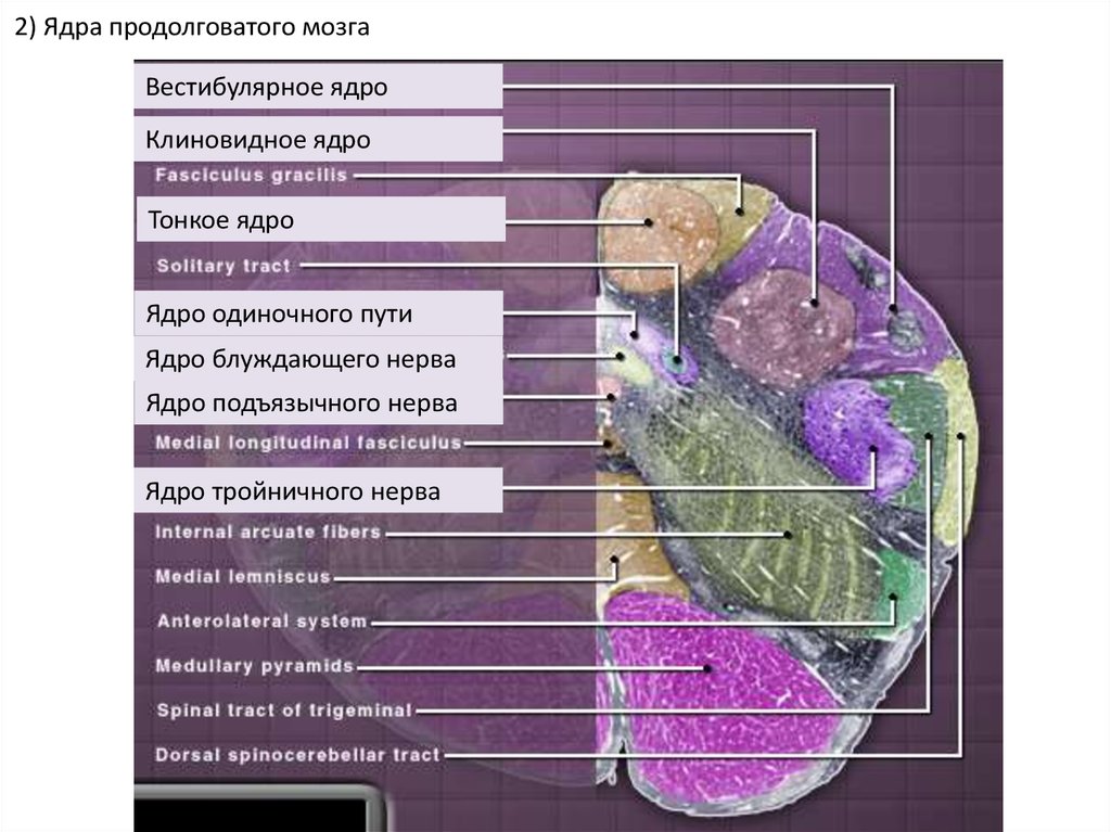 Ядра продолговатого мозга. Тонкое ядро продолговатого мозга. Клиновидное ядра продолговатого мозга. Группы ядер продолговатого мозга.