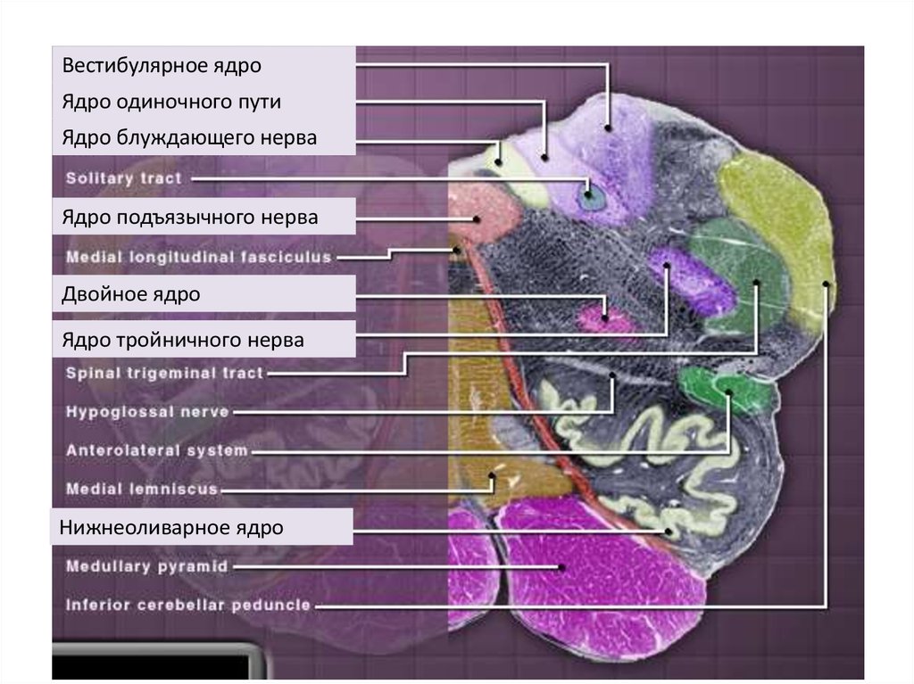 Ядра б. Ядро одиночного пути блуждающего нерва. Ядро одиночного пути. Ядра блуждающего нерва в продолговатом мозге. Одиночный путь продолговатого мозга.