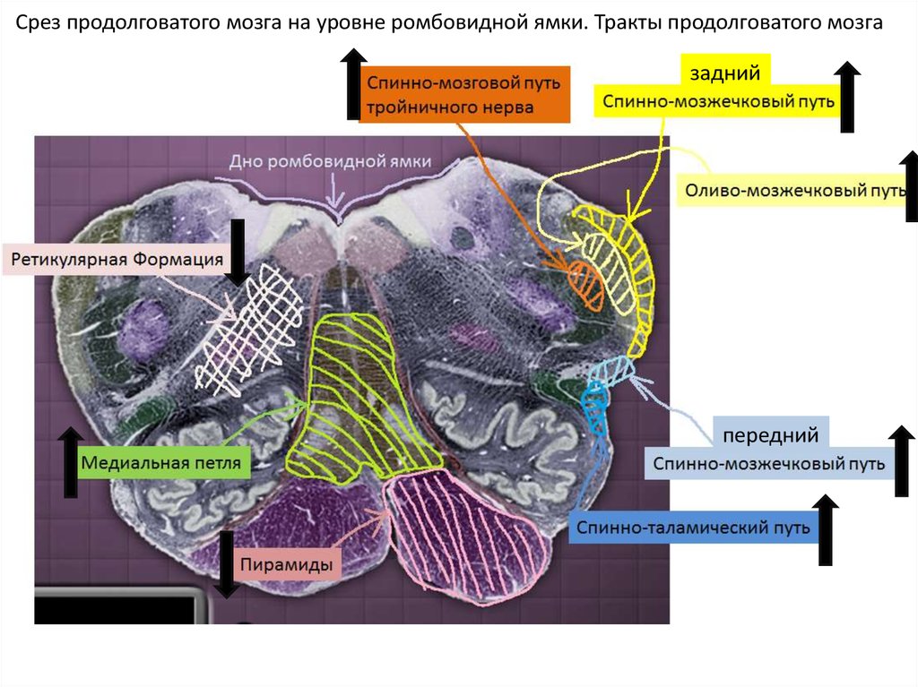 Строение продолговатого мозга на поперечном срезе ядра и проводящие пути схема