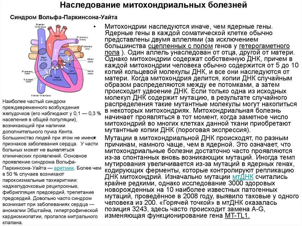 Содержит собственную днк. Наследование митохондриальной ДНК. Митохондриальная наследственность болезни. Митохондриальная ДНК заболевания. Понятие о митохондриальных наследственных болезнях..