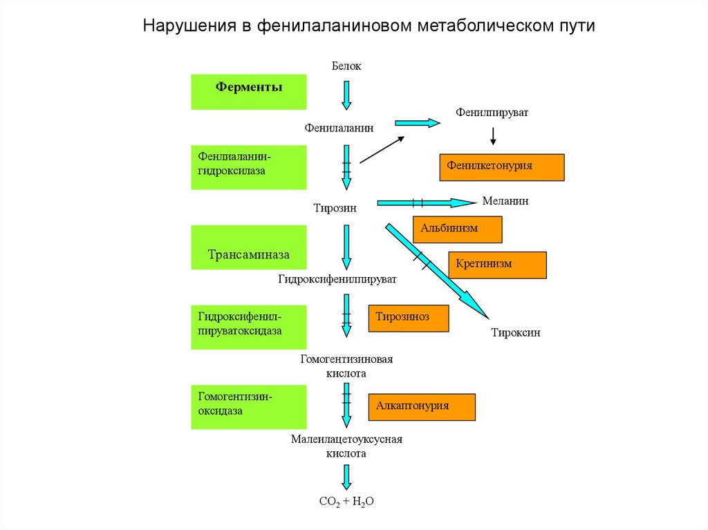 Схема метаболического пути