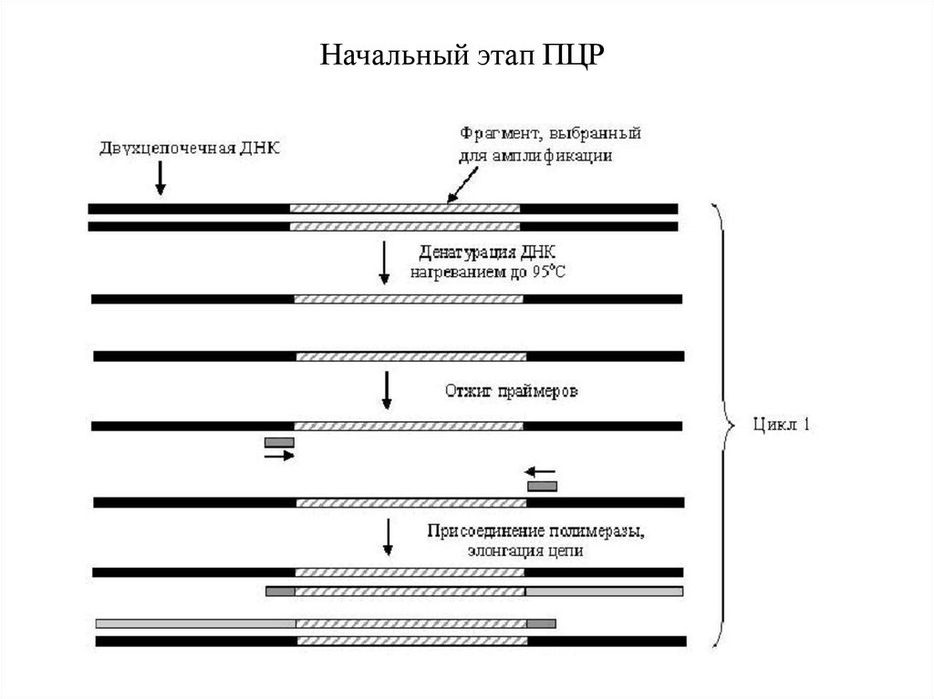 Пцр днк 5. Этапы амплификации ПЦР. Схема амплификации фрагмента ДНК при ПЦР. Амплификация ДНК этапы. Этапы полимеразной цепной реакции.
