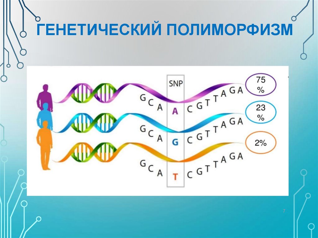 Генетический полиморфизм презентация