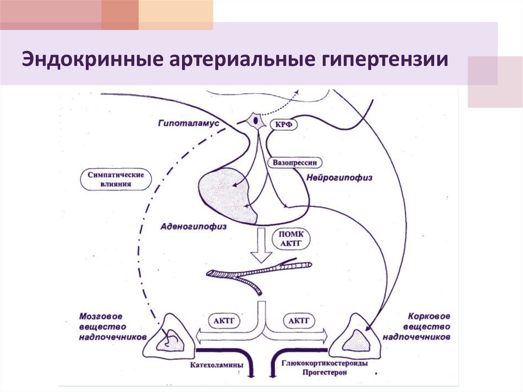 Реакция организма на гормоны. Гипоталамо-гипофизарно-надпочечниковой оси. Регуляция секреции гормонов коры надпочечников.