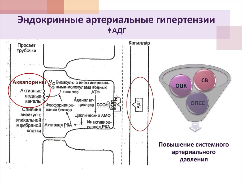 Патофизиология сосудистого тонуса презентация