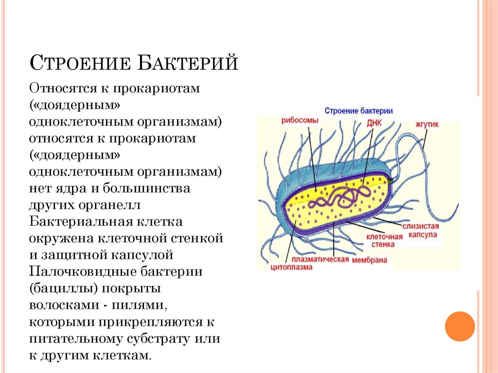 Клетки прокариот имеют ядро. Особенности строения бактерии рисунок. Структура бактериальной клетки кратко. Особенности строения бактериальной клетки.