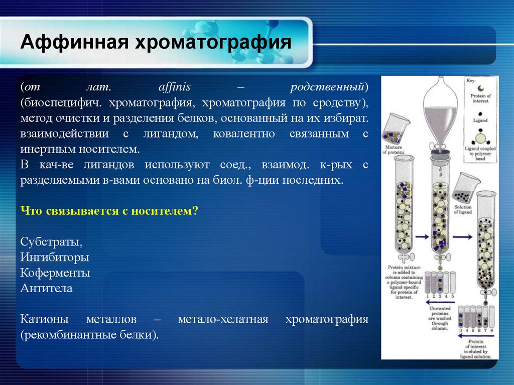 Методы белков. Аффинная хроматография принцип метода. Аффинная хроматография схема. Принцип метода аффинной хроматографии белков. Аффинная биоспецифическая хроматография.