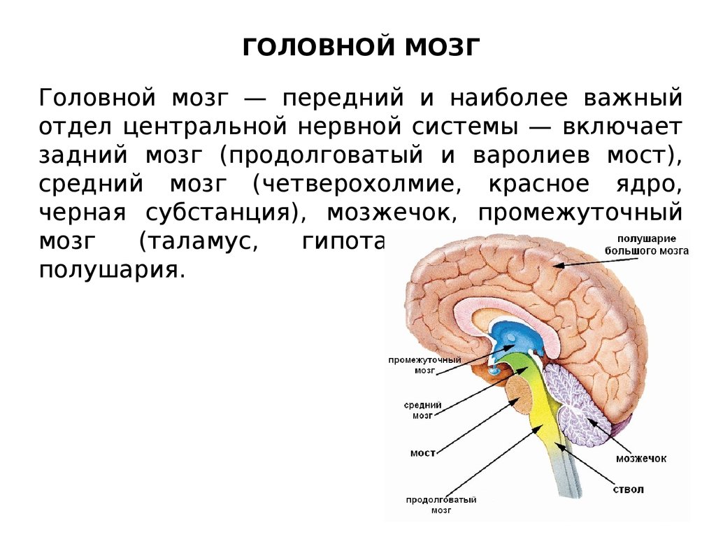 Средний мозг включает в себя