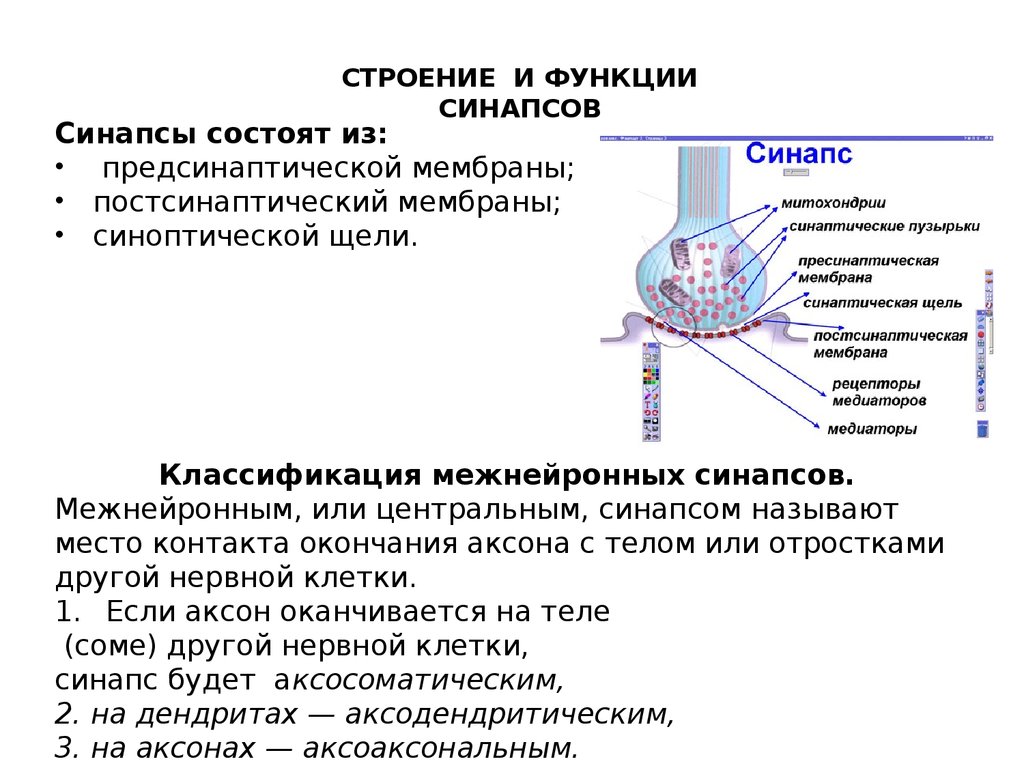 Аксосоматический синапс схема