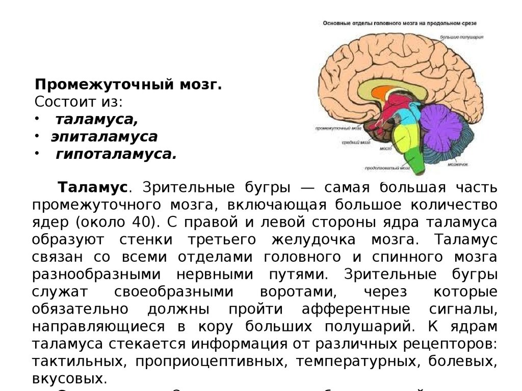 Из каких веществ состоит мозг