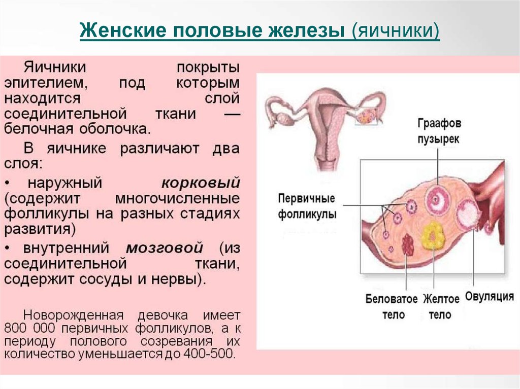 Строение яичника анатомия. Яичники расположение строение функции. Строение женского яичника. Яичник функции анатомия.