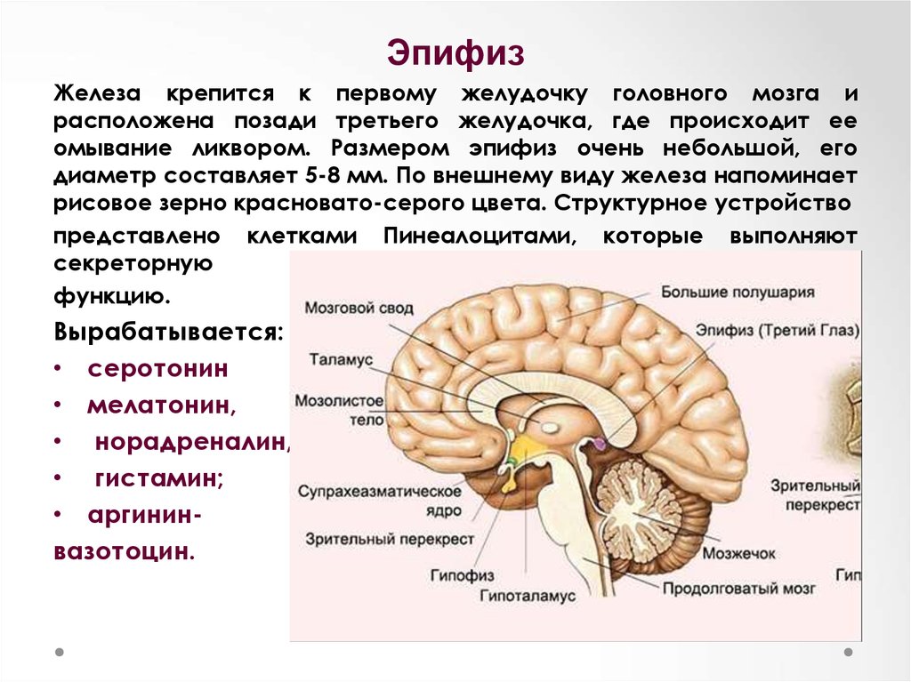Гипофиз в каком мозге. Шишковидное тело железа внутренней секреции. Гипофиз и эпифиз головного мозга функции. Функция эпифиза в головном мозге. Строение головного мозга гипофиз.