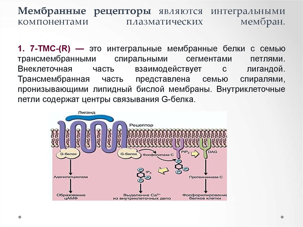 Белок рецептор. Строение мембраны Рецептор мембраны. Мембранные белки рецепторы. Рецепторы клеточной мембраны. Строение рецепторов цитоплазматической мембраны.