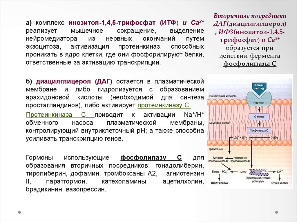 Вторичные посредники