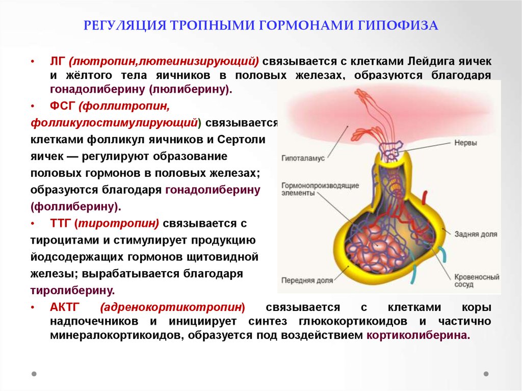 Гипофиз выделение гормонов