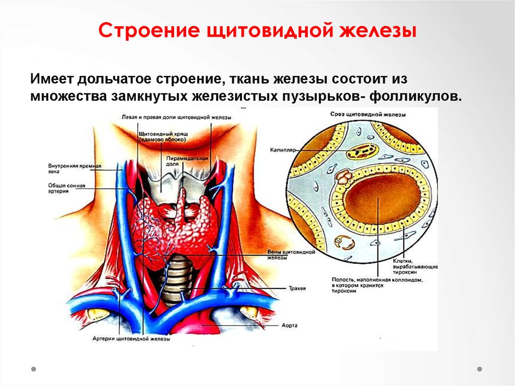 В какой полости расположена щитовидная железа. Строение щитовидной железы физиология. Дольчатое строение щитовидной железы. Структура щитовидной железы физиология. Щитовидная железа строение анатомия.