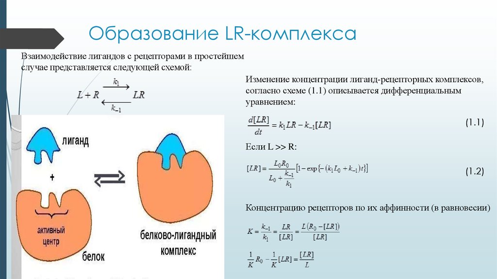 Взаимодействие белков с лигандами. Белково лигандный комплекс. Белково лигандный комплекс. Формирование активного центра белка. Взаимодействие белка с лигандом.