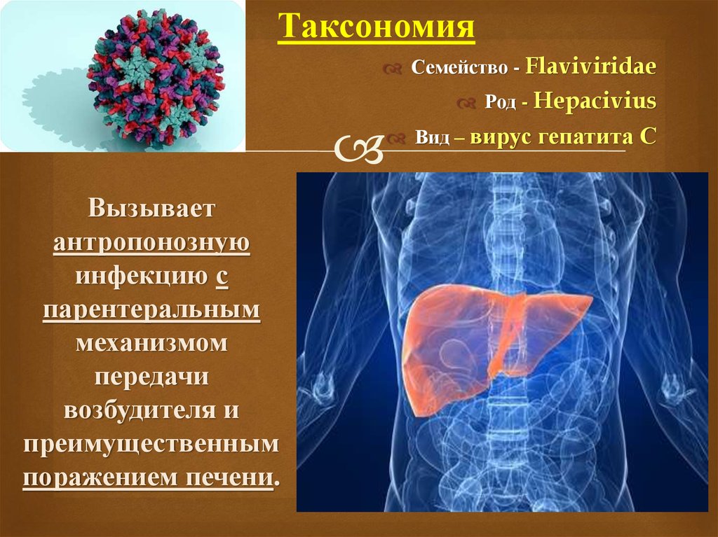 Гепатит с презентация с картинками