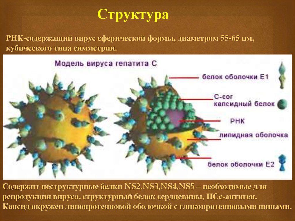Вирусный гепатит антиген. Вирус гепатита в. Структура вируса гепатита в. Строение вируса гепатита в. Структура гепатита с.