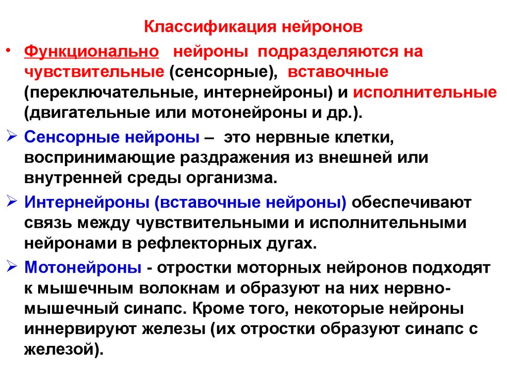 Интернейроны. Сенсорный Нейрон. Чувствительный вставочный и двигательный Нейроны. Сенсорные и моторные Нейроны. Классификация нейронов сенсорные.