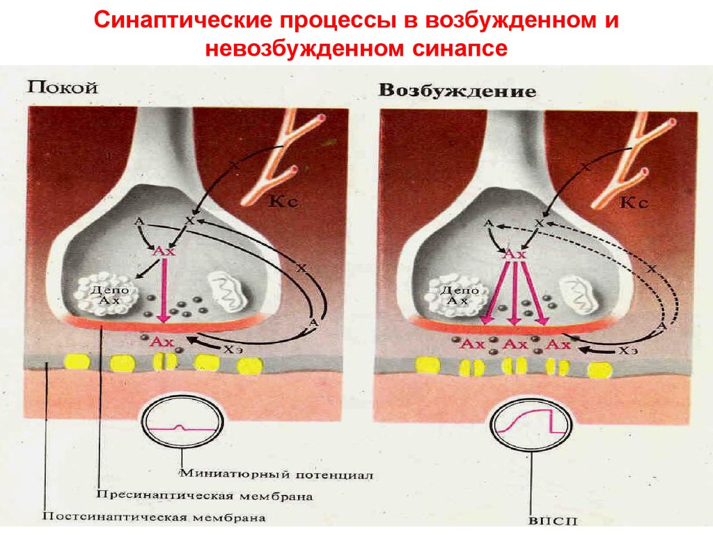 Процесс возбуждения. Процесс возбуждения в синапсе. Синаптический процесс. Процесс возбуждения физиология. Возбужденное и невозбужденное состояние синапса.
