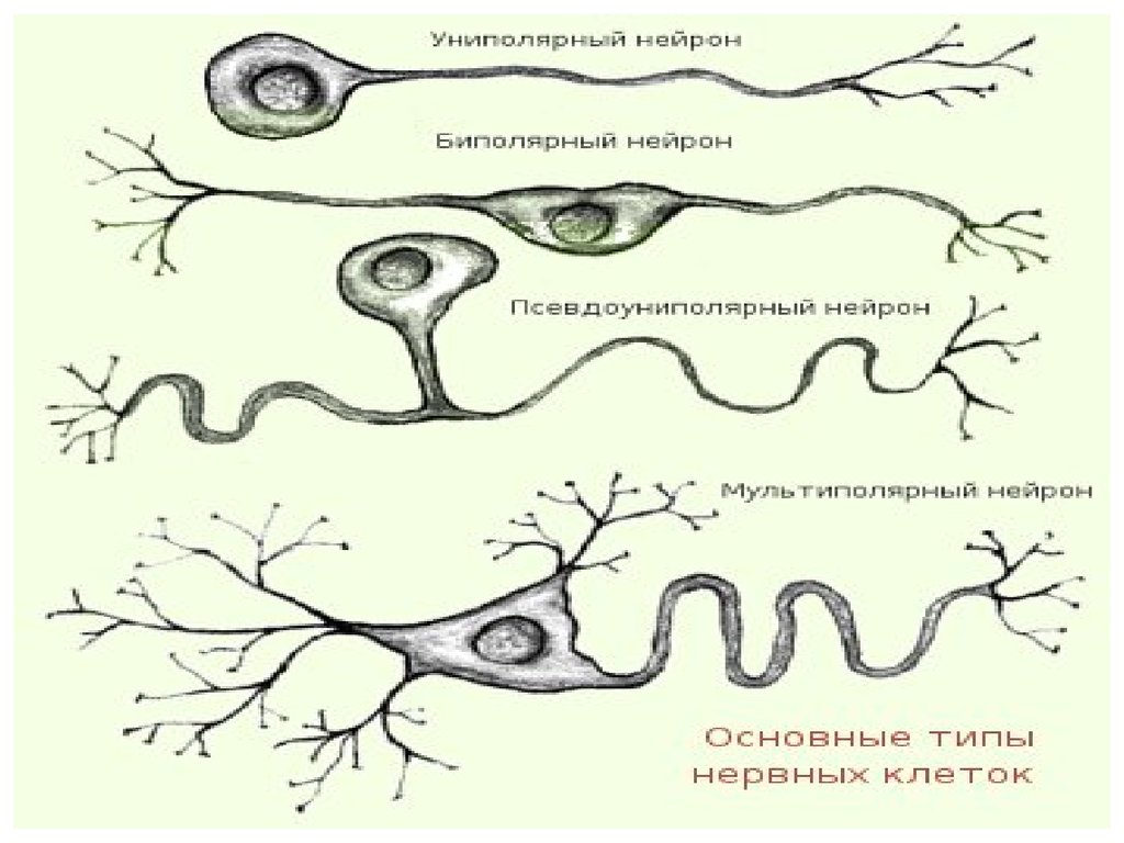 Метаболизм нейронов