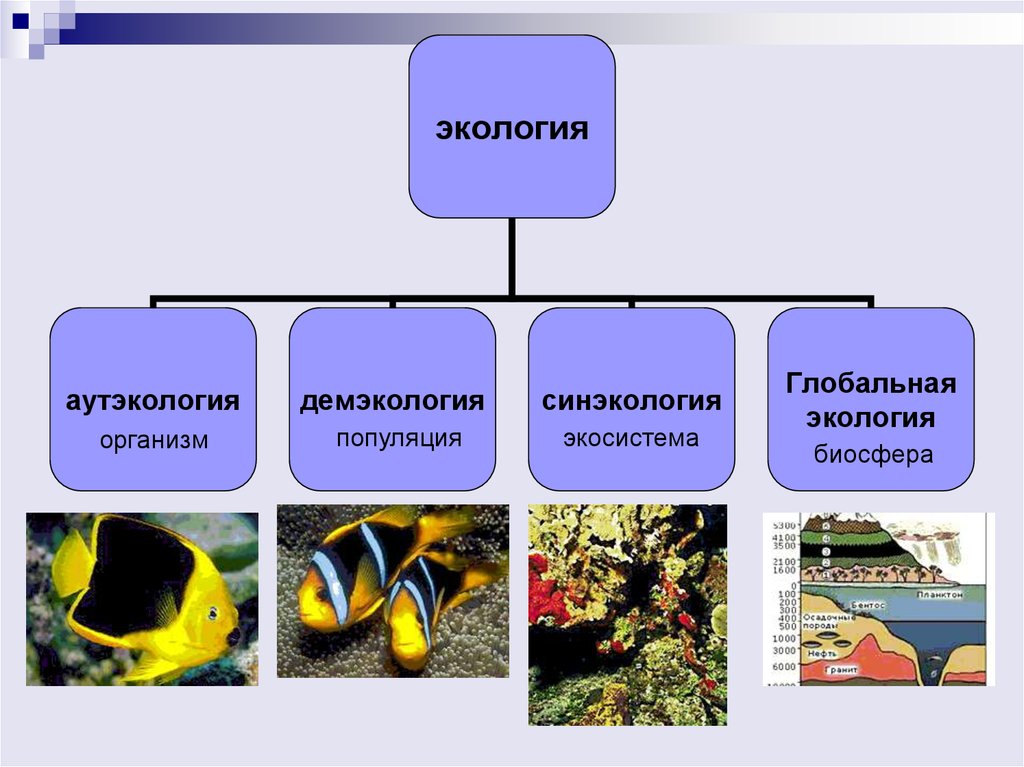 Примеры изучения экологии
