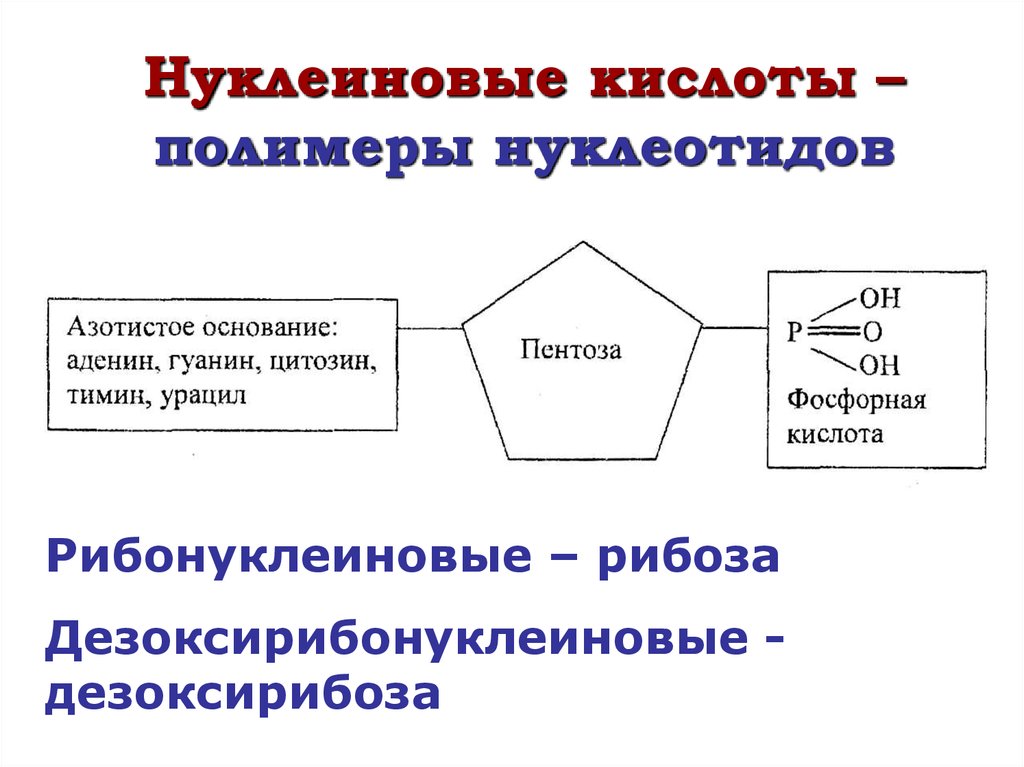 Кислоты полимеры. Нуклеиновые кислоты полимеры.