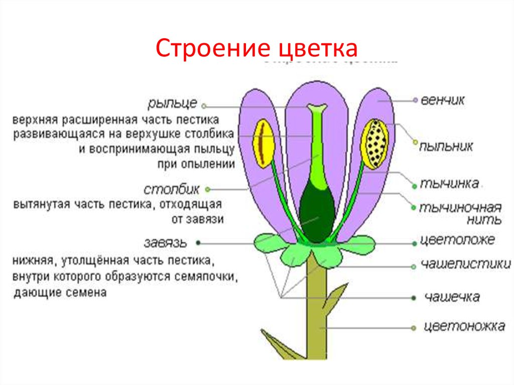 Какую функцию выполняет завязь впр. Строение пестика цветковых растений. Пестик состоит из 6 класс биология. Строение завязи пестика. Строение цветка и его функции.