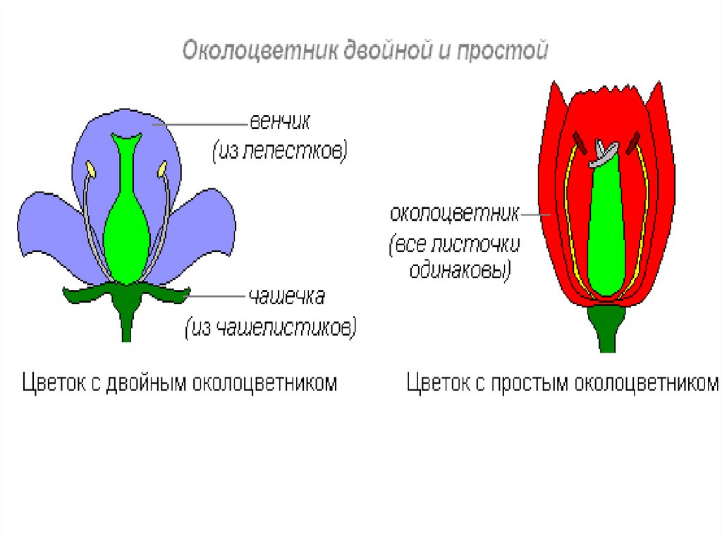 Установите последовательность соподчинения цветок околоцветник генеративные органы. Простой околоцветник схема. Цветок Тип околоцветника двойной и простой. Околоцветник цветка.