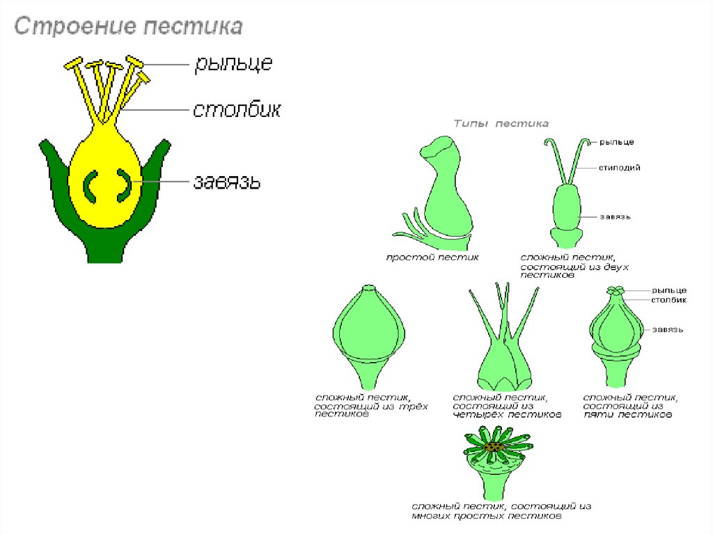 Строение цветка груши схема