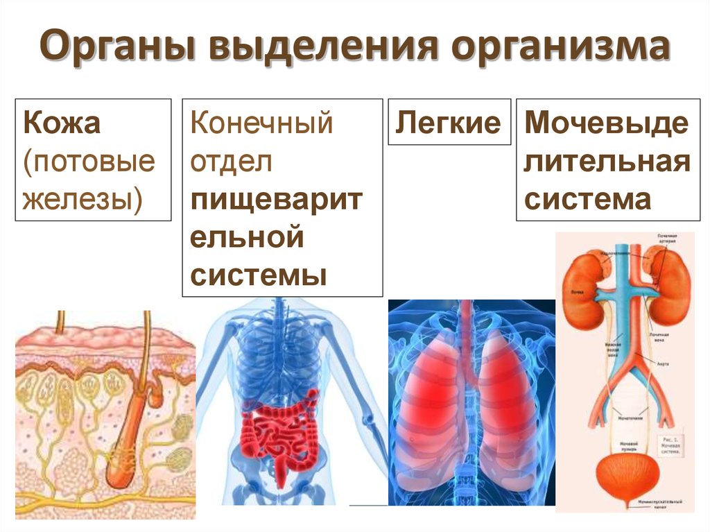 Презентация на тему выделительная система