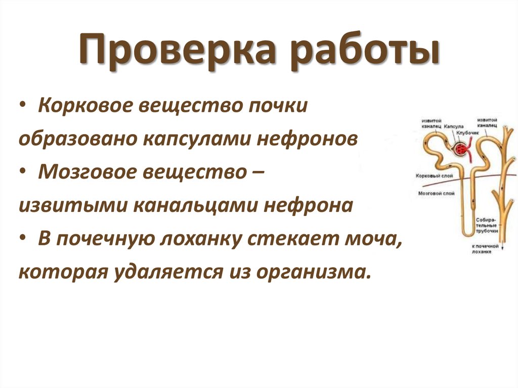 Мозговая почка. Корковое вещество почки образовано. Капсула нефрона функция. Корковое и мозговое вещество почки функции. Нефрон корковое вещество.