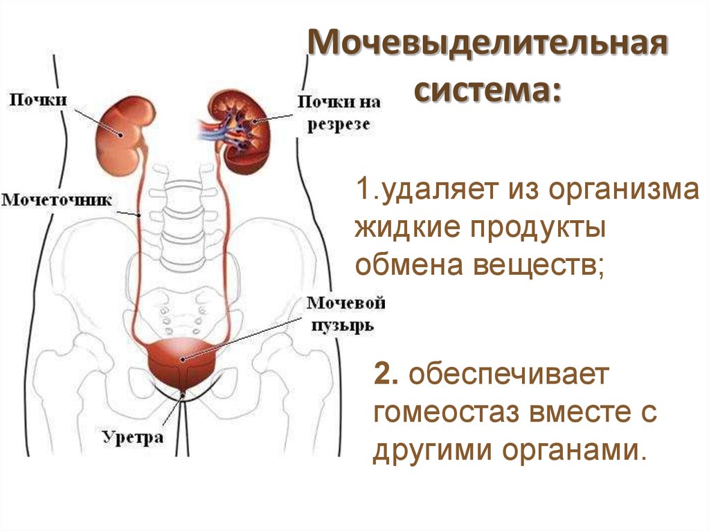 Функция мочевых органов. Мочевыделительная система мочевая система человека. Органы выделительной системы человека схема. Функции мочеиспускательной системы. Строение и функции органов мочевыделительной системы.