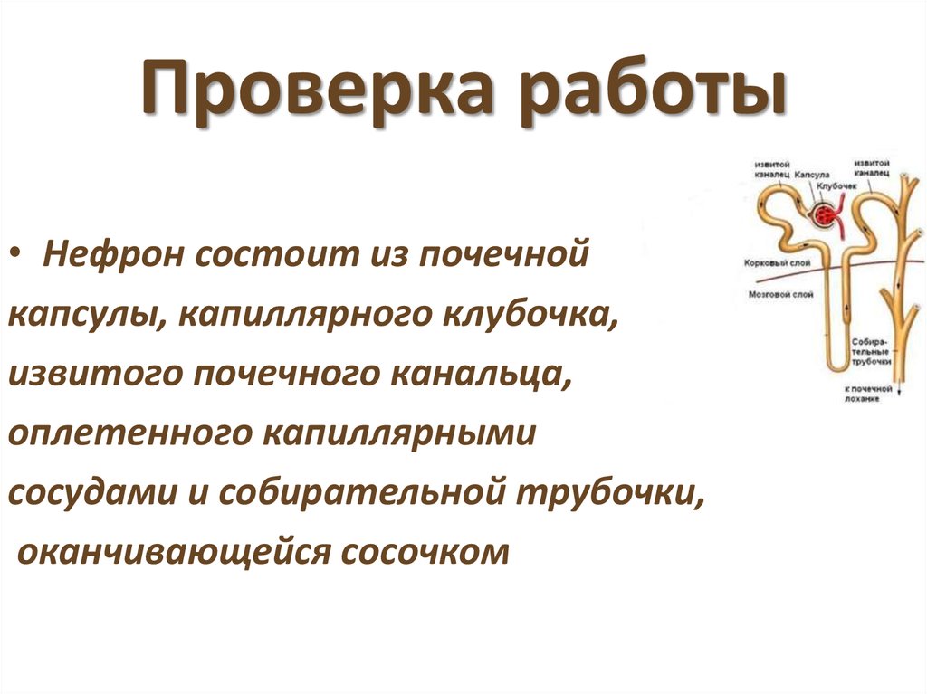 Опишите работу нефрона по следующему плану 8 класс