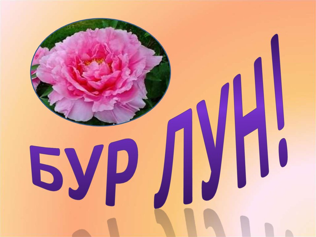 Бур лун картинки