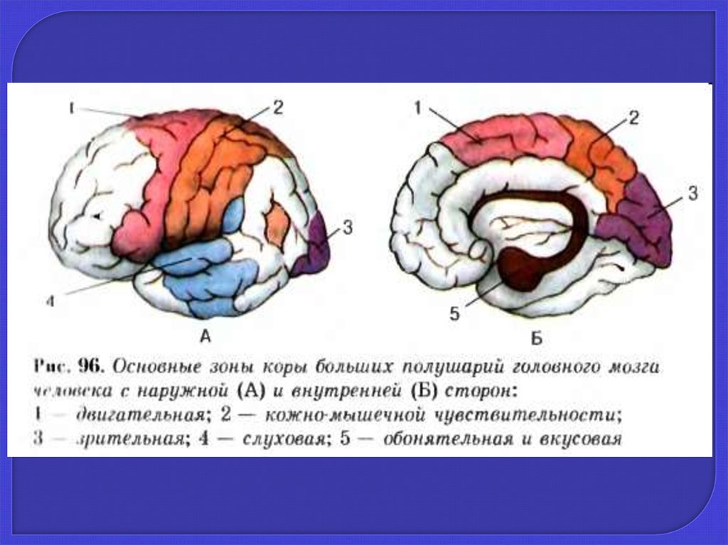 Размер переднего мозга. Зоны коры головного мозга. Передний мозг. Передняя перегородка мозга. Зоны коры больших полушарий кожно мышечной чувствительности.