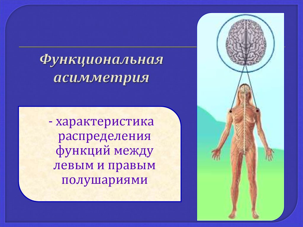 Между левым и правым полушарием. Функциональная асимметрия. Функциональная асимметрия полушарий. Функциональная асимметрия мозга. Функциональнаяассиметрия.