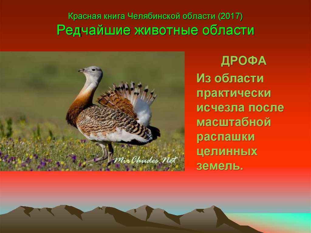 Презентация красная книга челябинской области животные и растения фото и названия