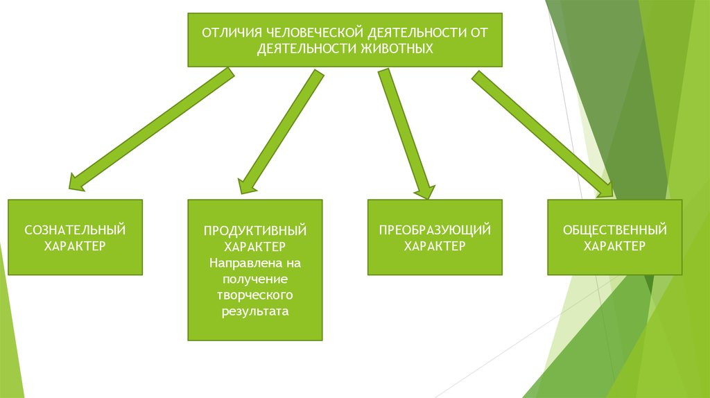 Различие деятельности человека и животных