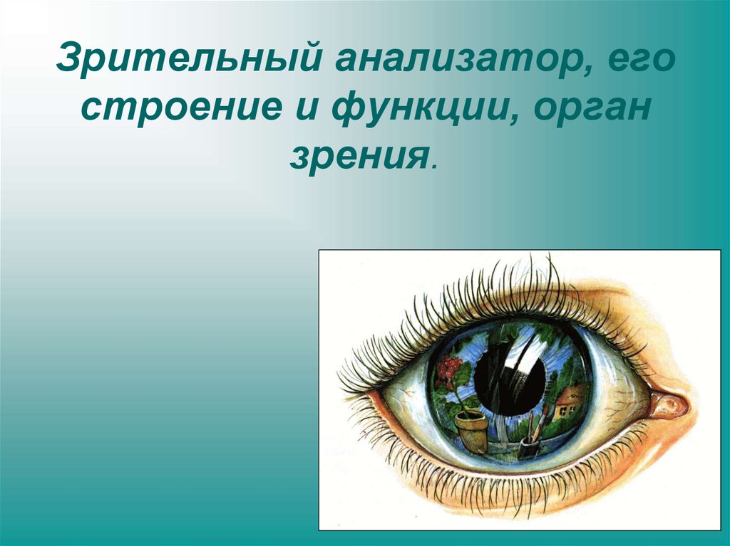 Орган зрения зрительный анализатор 8 класс презентация