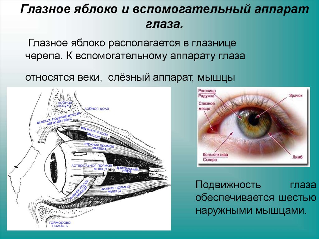 Презентация биология 8 класс зрительный анализатор строение и функции глаза