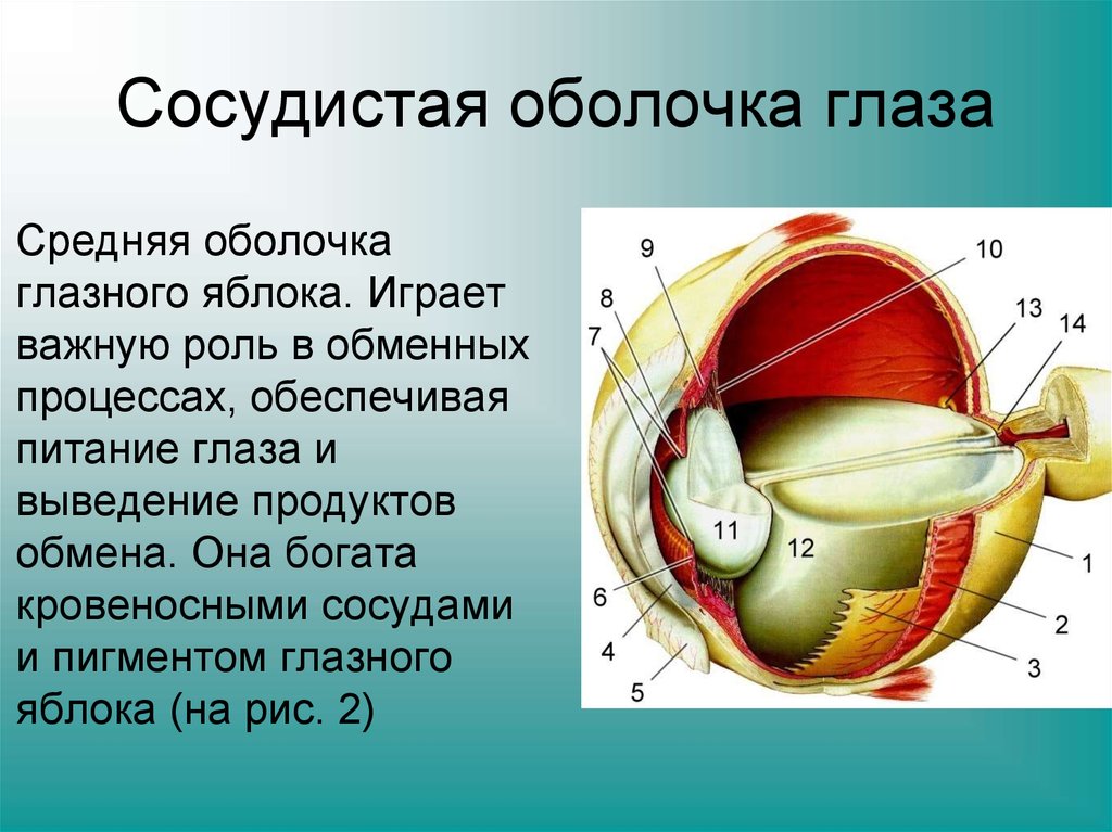 Строение вспомогательного аппарата глаза презентация