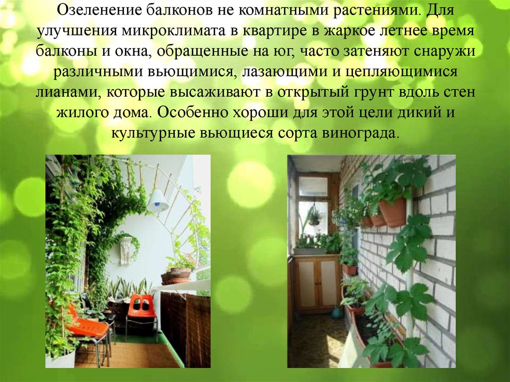 Озеленение балконов не комнатными растениями. Для улучшения микроклимата в квартире в жаркое летнее время балконы и окна,