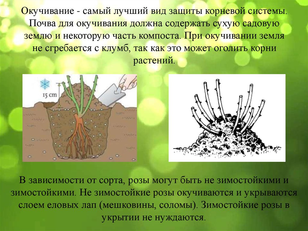 Окучивание - самый лучший вид защиты корневой системы. Почва для окучивания должна содержать сухую садовую землю и некоторую