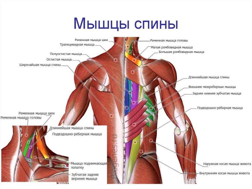 Поясница какие мышцы
