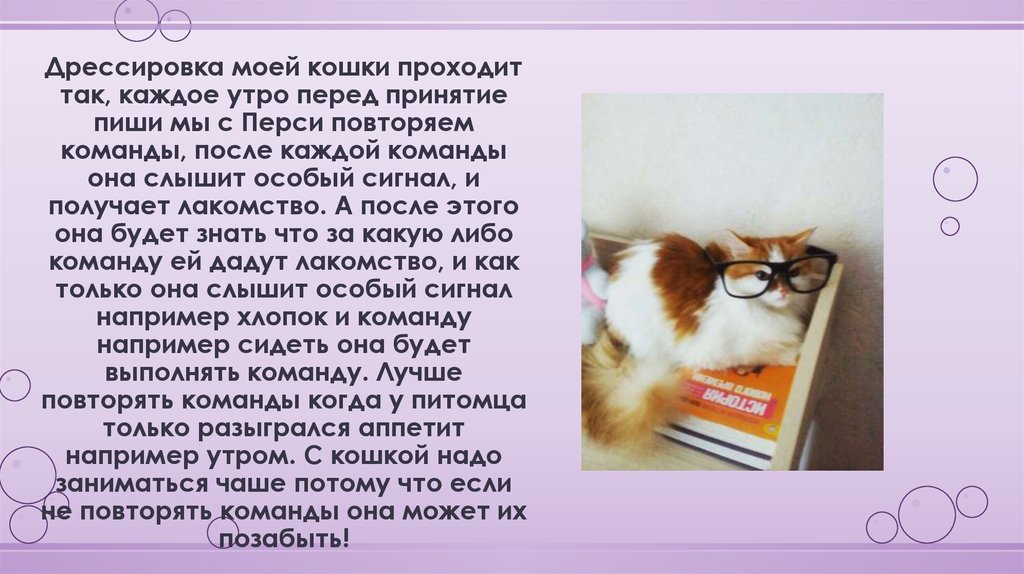 Кошка прошла. Какие команды надо для кошек. Мое кошачье увлечение. Мои увлечения люблю кошек картинки. Режим моей кошки.